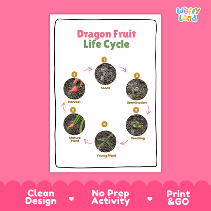 Dragon Fruit Life Cycle Poster and Cut and Paste Activity Worksheets