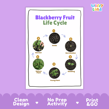 Blackberry Fruit Life Cycle Poster and Cut and Paste Activity Worksheets
