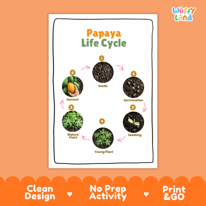 Papaya Fruit Life Cycle Poster and Cut and Paste Activity Worksheets