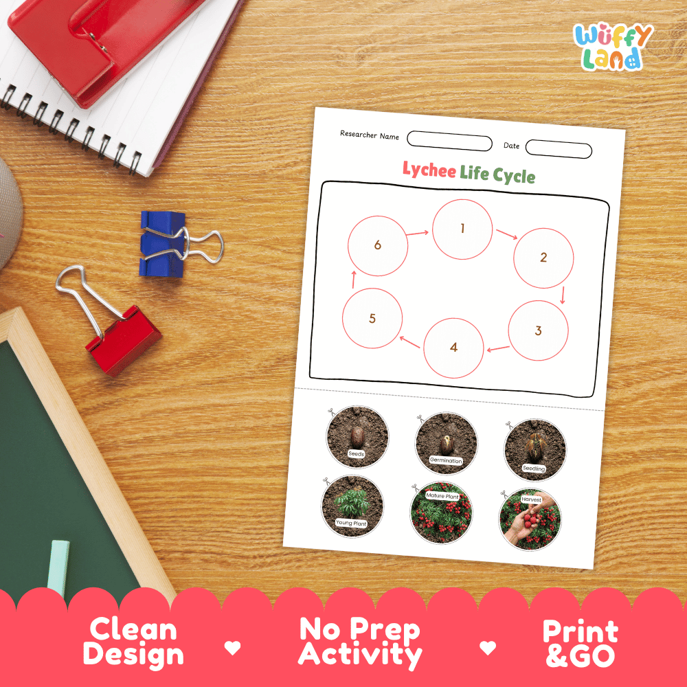 Lychee Fruit Life Cycle Poster and Cut and Paste Activity Worksheets