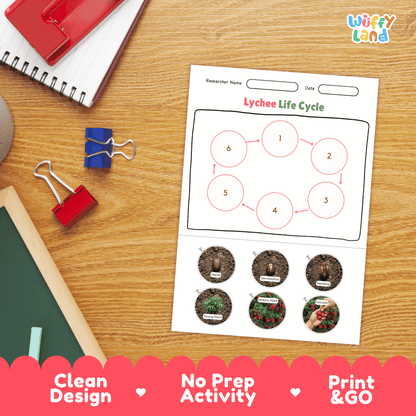 Lychee Fruit Life Cycle Poster and Cut and Paste Activity Worksheets