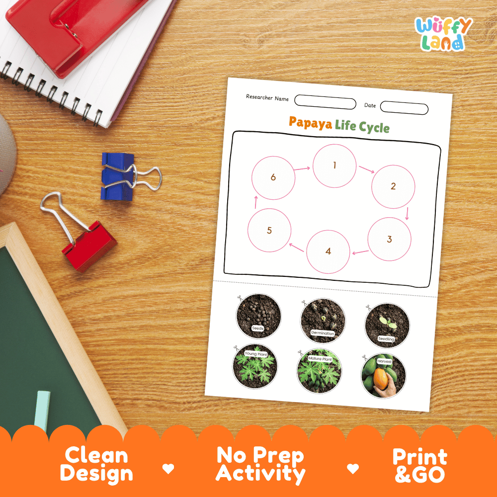 Papaya Fruit Life Cycle Poster and Cut and Paste Activity Worksheets