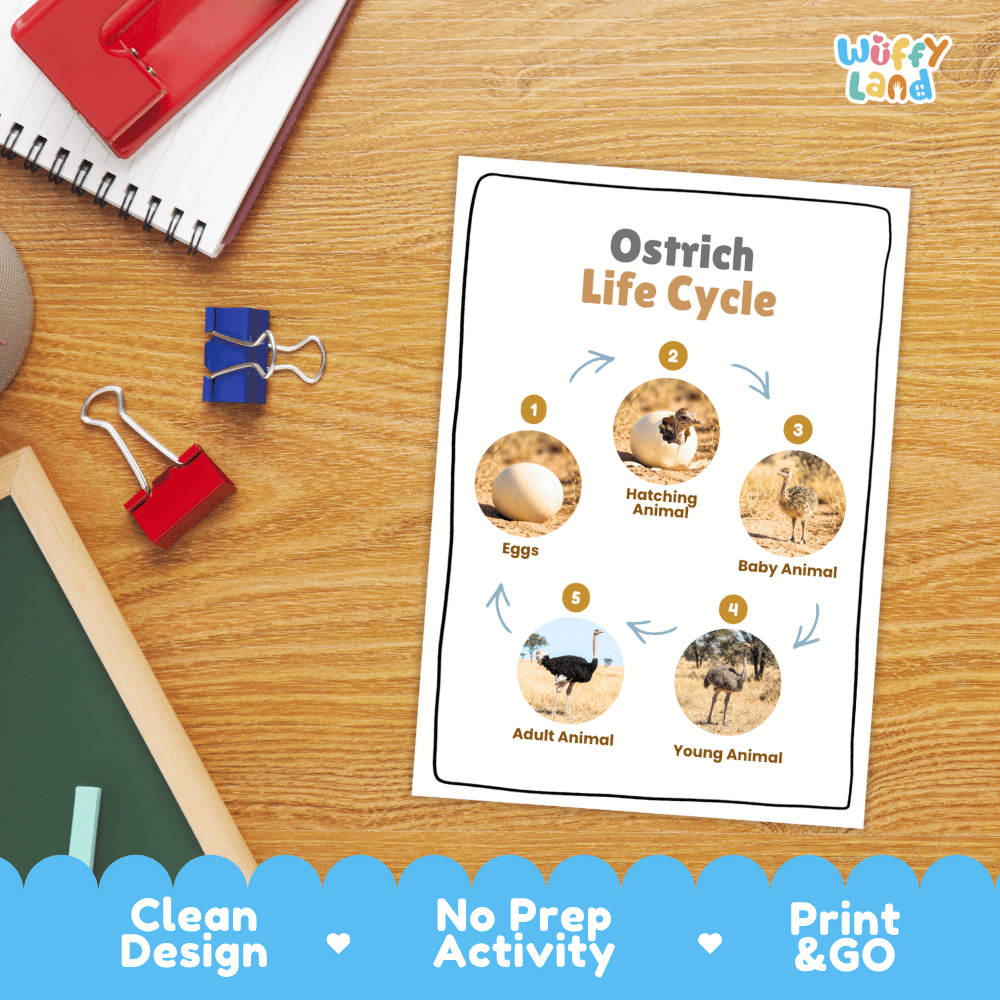 Ostrich Life Cycle Poster and Cut and Paste Activity Worksheets