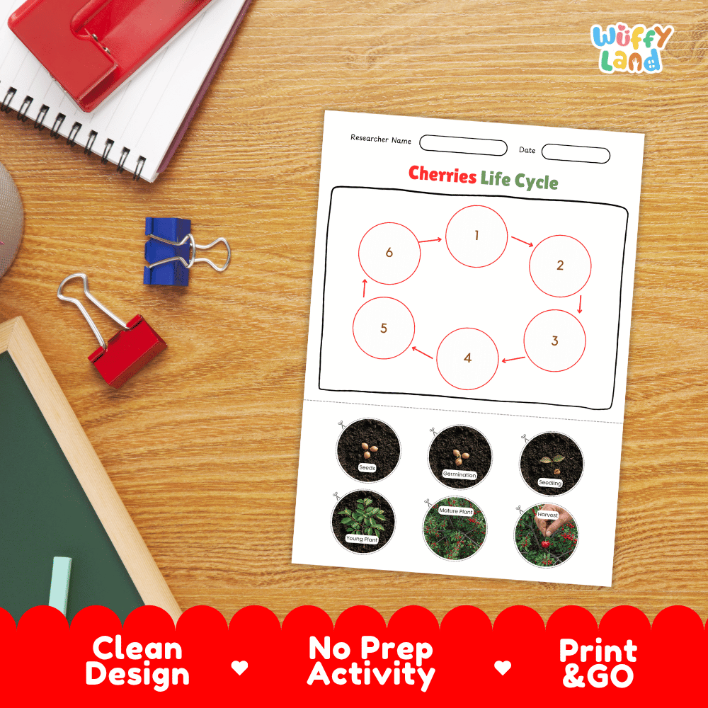 Cherries Fruit Life Cycle Poster and Cut and Paste Activity Worksheets