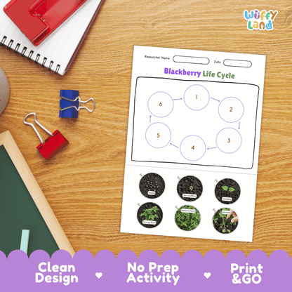 Blackberry Fruit Life Cycle Poster and Cut and Paste Activity Worksheets