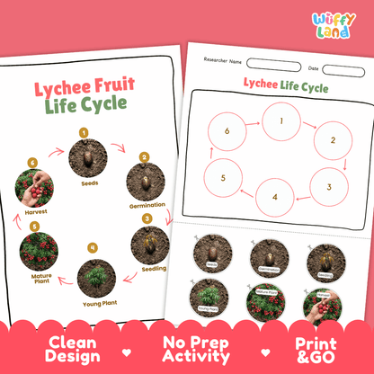 Lychee Fruit Life Cycle Poster and Cut and Paste Activity Worksheets