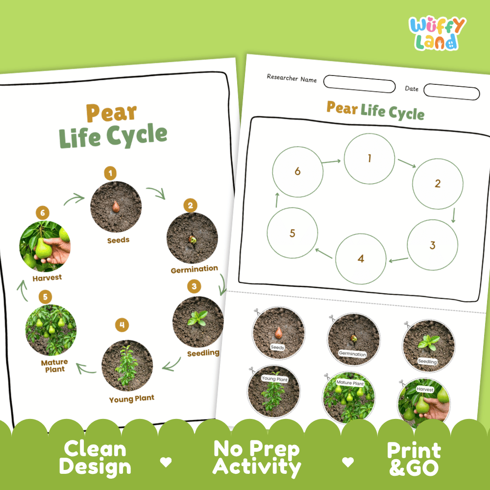Pear Life Cycle Poster and Cut and Paste Activity Worksheets
