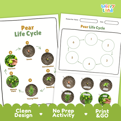 Pear Life Cycle Poster and Cut and Paste Activity Worksheets