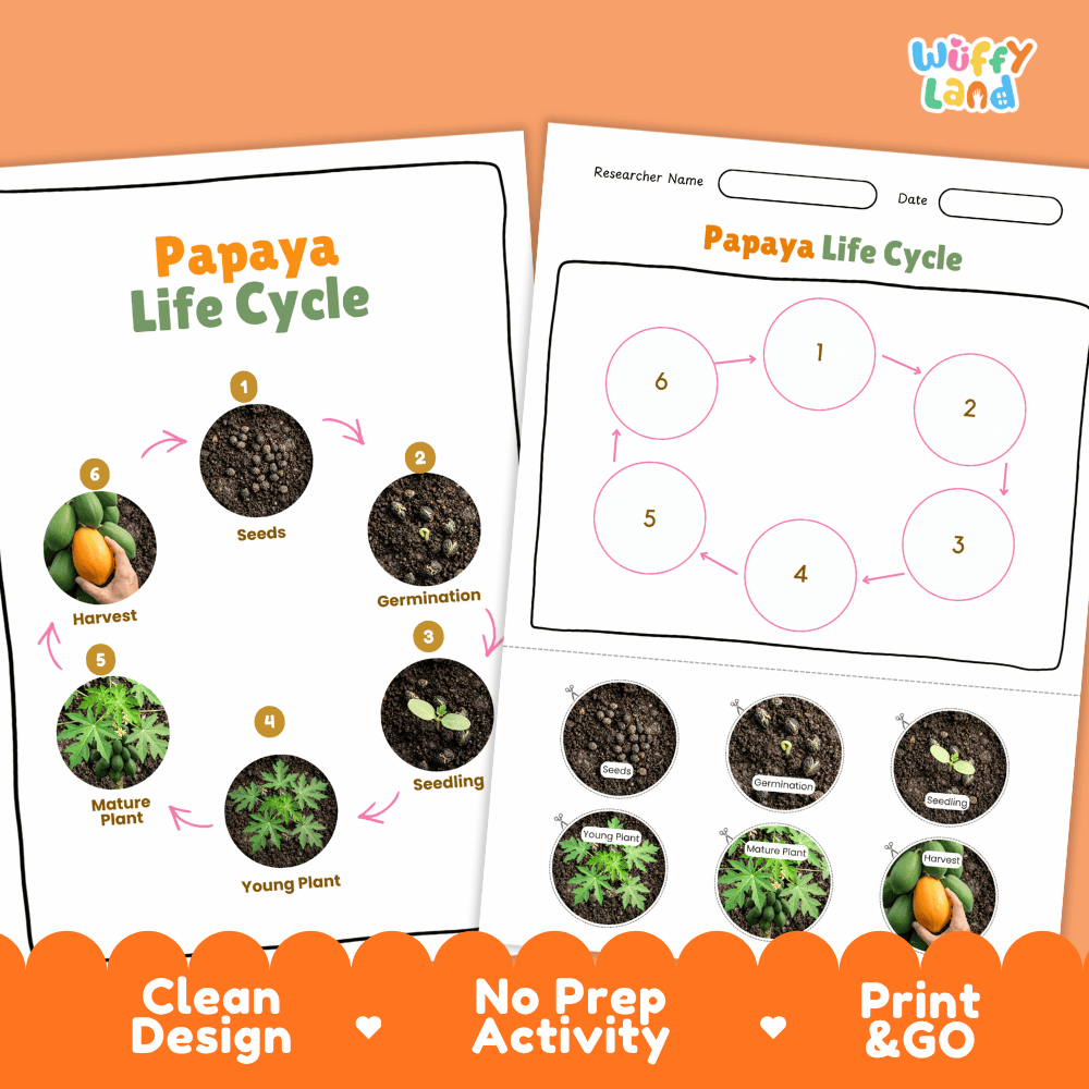 Papaya Fruit Life Cycle Poster and Cut and Paste Activity Worksheets