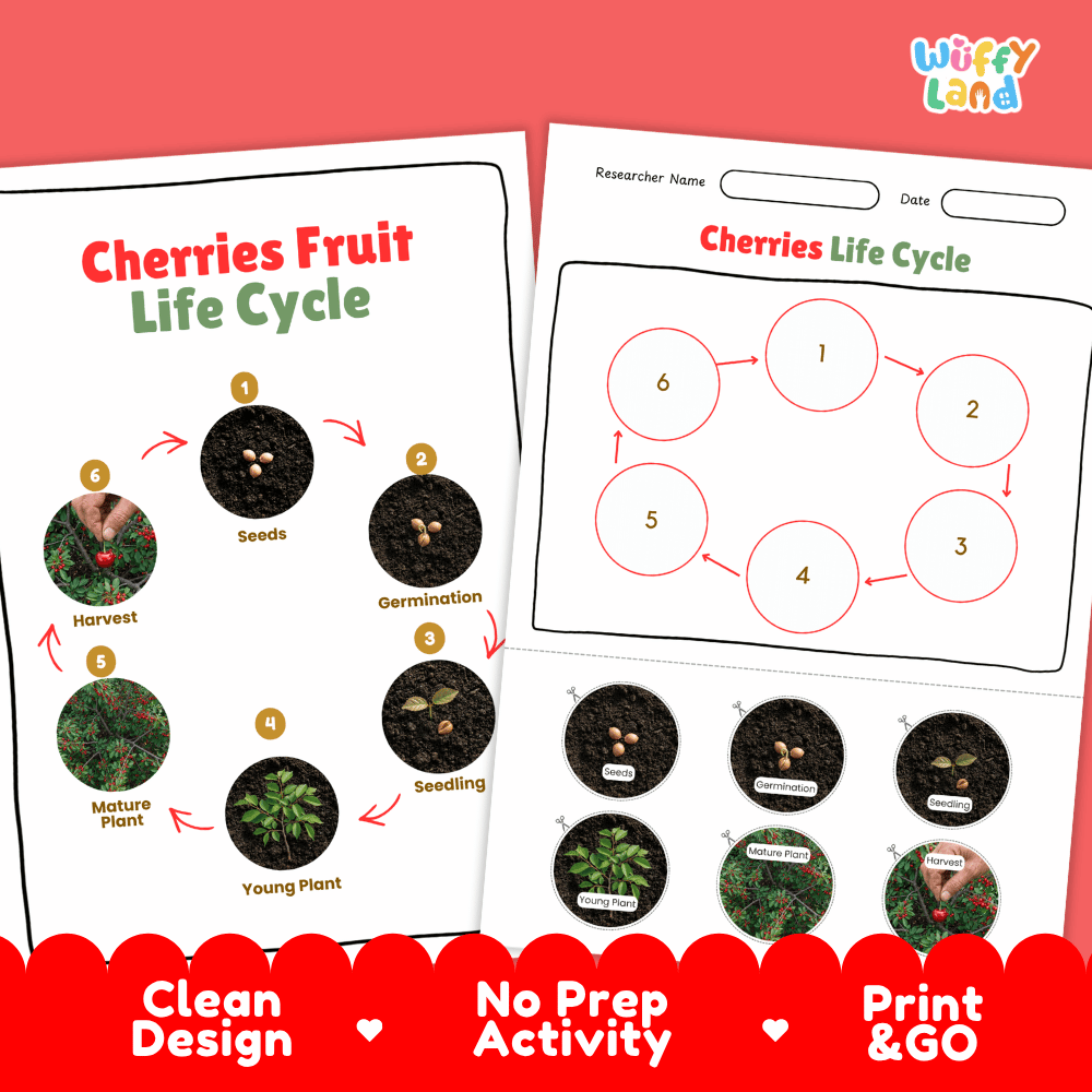 Cherries Fruit Life Cycle Poster and Cut and Paste Activity Worksheets