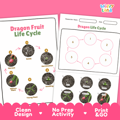 Dragon Fruit Life Cycle Poster and Cut and Paste Activity Worksheets