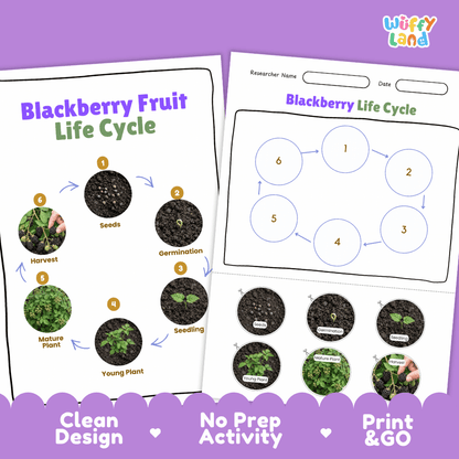 Blackberry Fruit Life Cycle Poster and Cut and Paste Activity Worksheets
