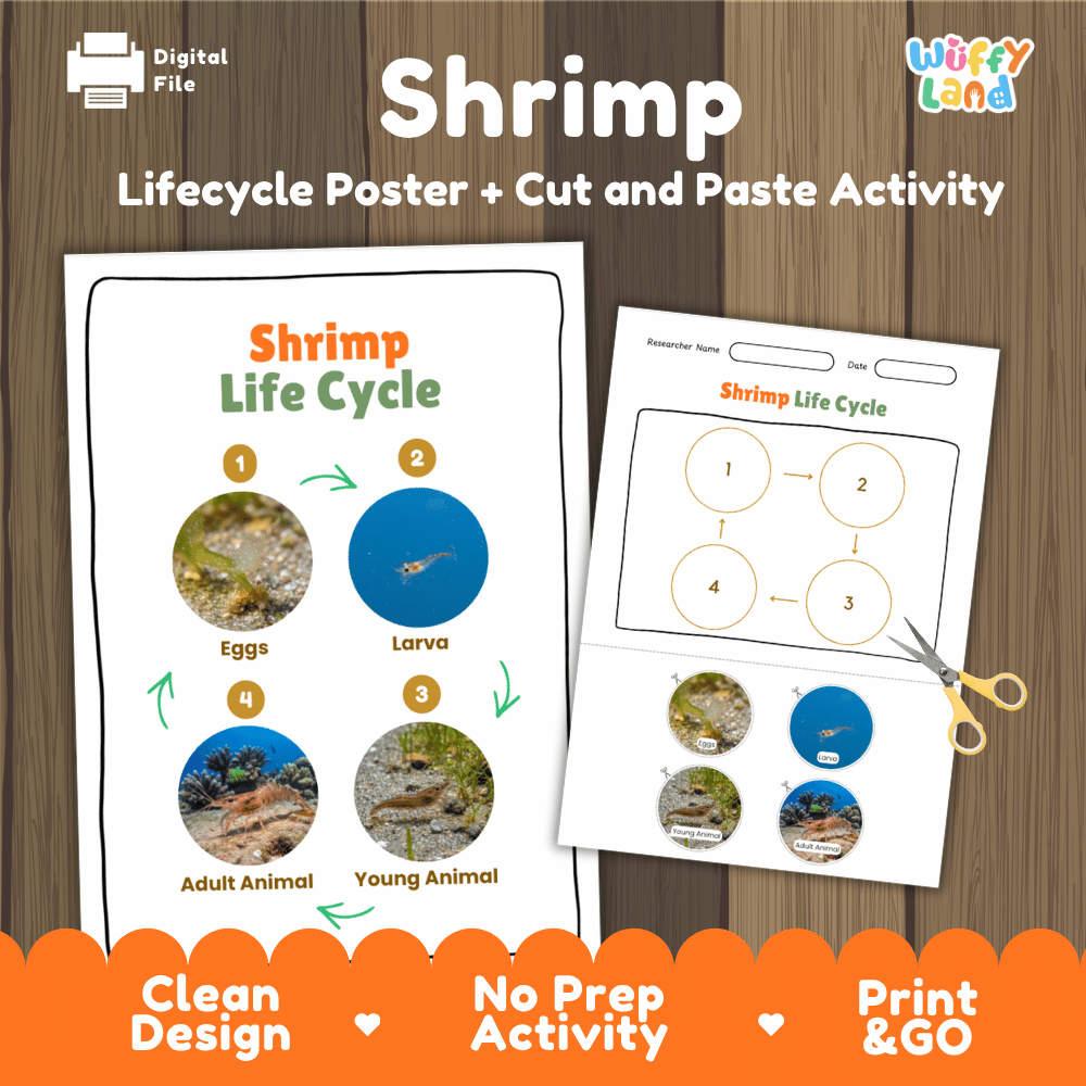 Shrimp Life Cycle Poster and Cut and Paste Activity Worksheets