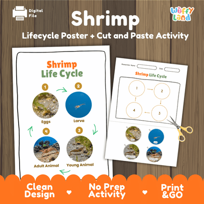 Shrimp Life Cycle Poster and Cut and Paste Activity Worksheets