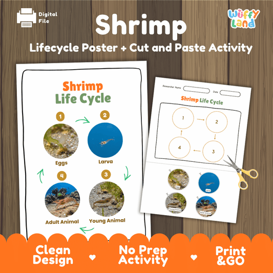 Shrimp Life Cycle Poster and Cut and Paste Activity Worksheets
