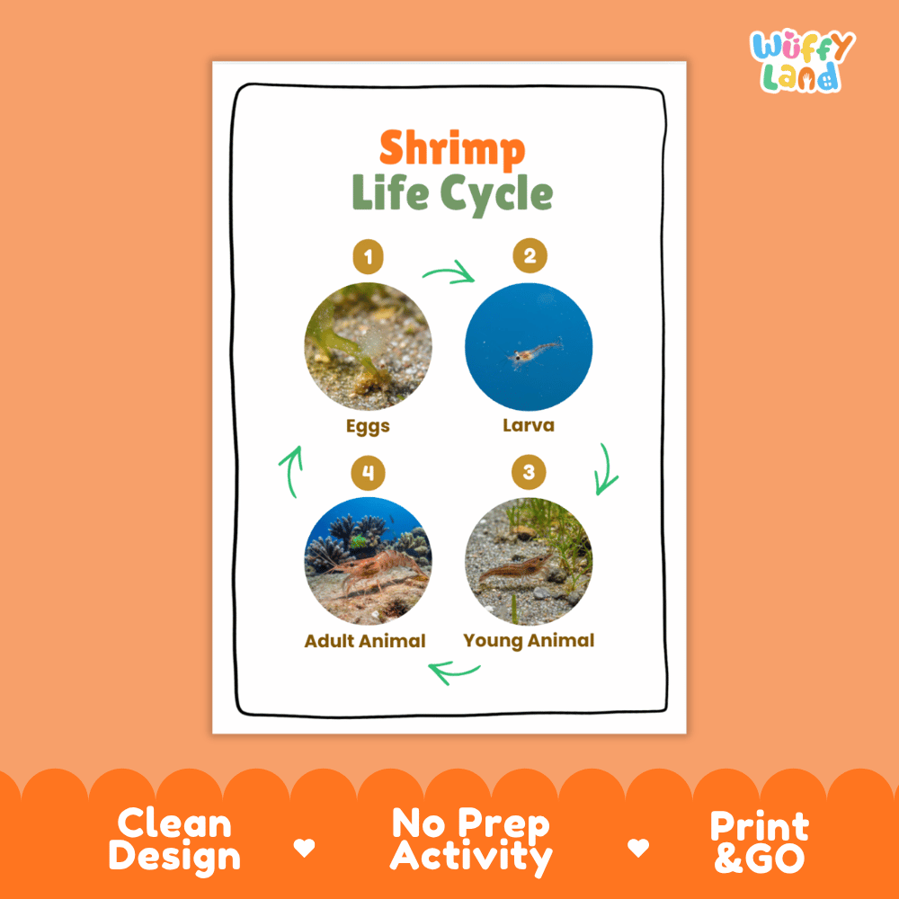 Shrimp Life Cycle Poster and Cut and Paste Activity Worksheets