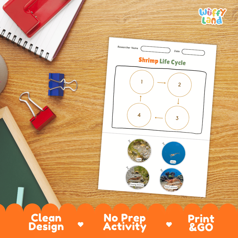 Shrimp Life Cycle Poster and Cut and Paste Activity Worksheets