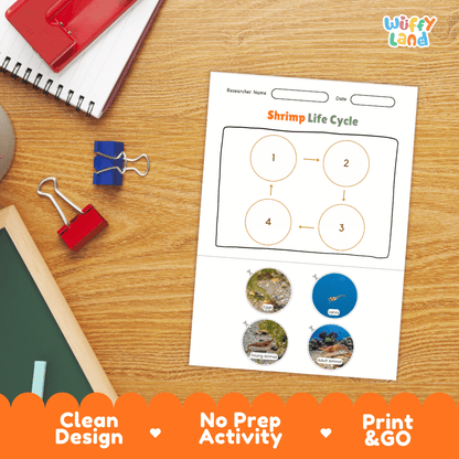 Shrimp Life Cycle Poster and Cut and Paste Activity Worksheets