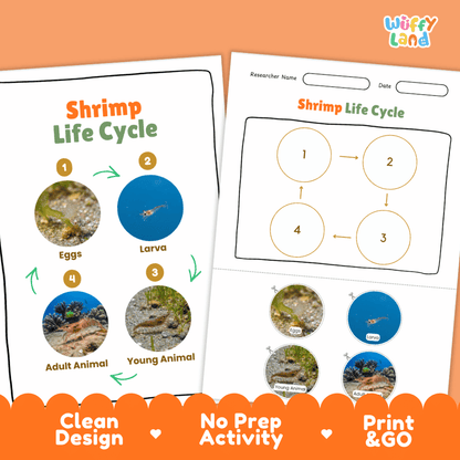 Shrimp Life Cycle Poster and Cut and Paste Activity Worksheets