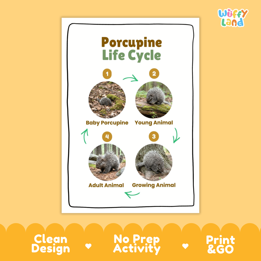 Porcupine Life Cycle Poster and Cut and Paste Activity Worksheets