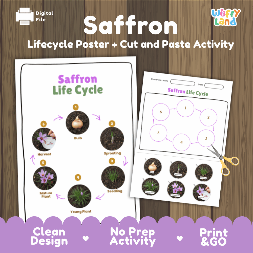 Saffron Lifecycle Poster and Cut and Paste Activity Worksheets | Plant Science Printables