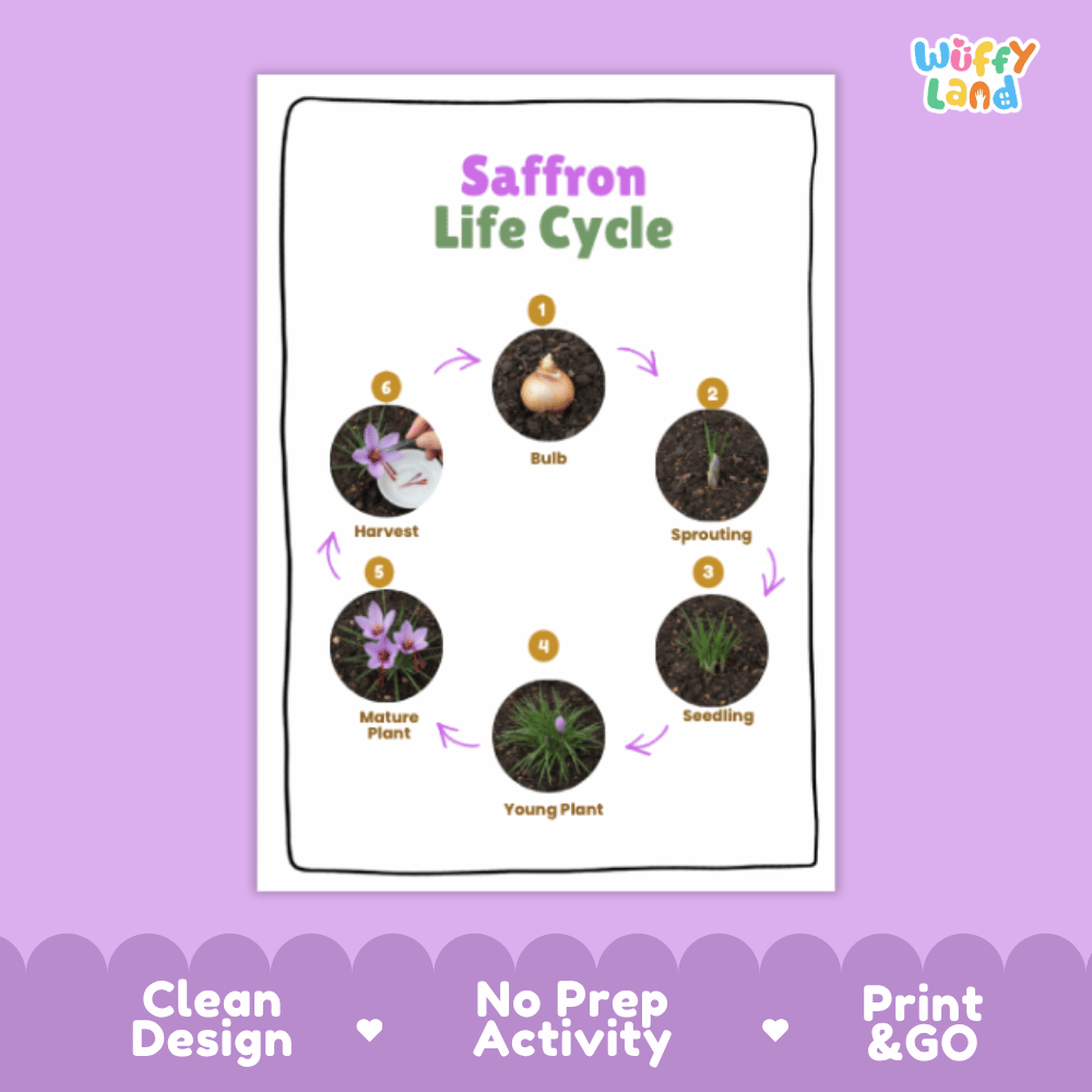 Saffron Lifecycle Poster and Cut and Paste Activity Worksheets | Plant Science Printables