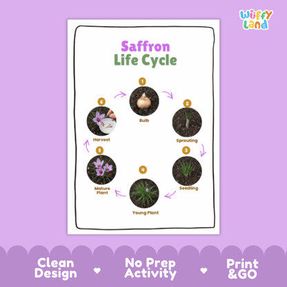 Saffron Lifecycle Poster and Cut and Paste Activity Worksheets | Plant Science Printables