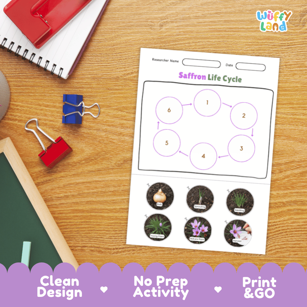 Saffron Lifecycle Poster and Cut and Paste Activity Worksheets | Plant Science Printables