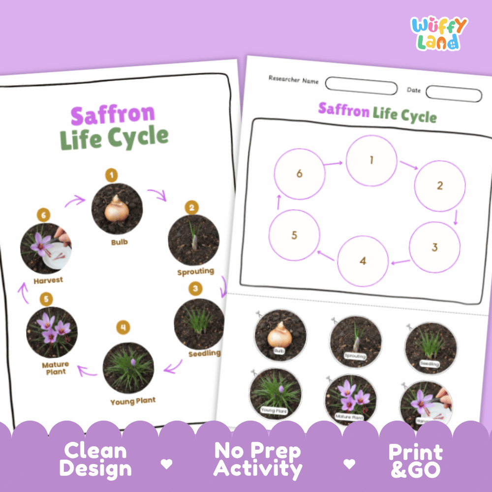 Saffron Lifecycle Poster and Cut and Paste Activity Worksheets | Plant Science Printables