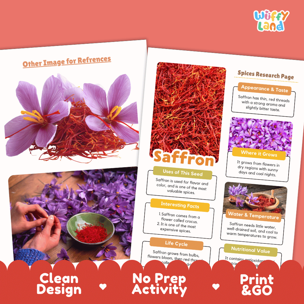 Saffron Spices Research Page Worksheets and Fact Sheet