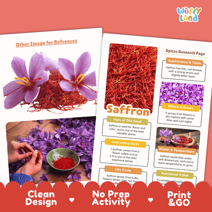 Saffron Spices Research Page Worksheets and Fact Sheet