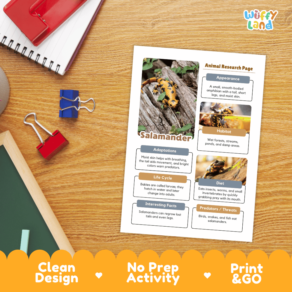 Salamander Animal Research Page Worksheets