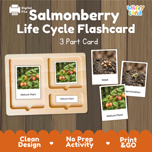 Montessori three-part cards featuring real photographs of salmonberry shrub growth stages including mature plant, young plant, and germination 🗂️🏷️