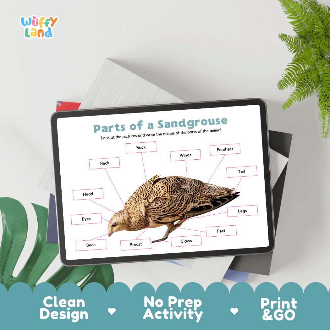 Hands-on sandgrouse anatomy cut and paste worksheet with printable word tags, callout pointer lines, and scissors graphic