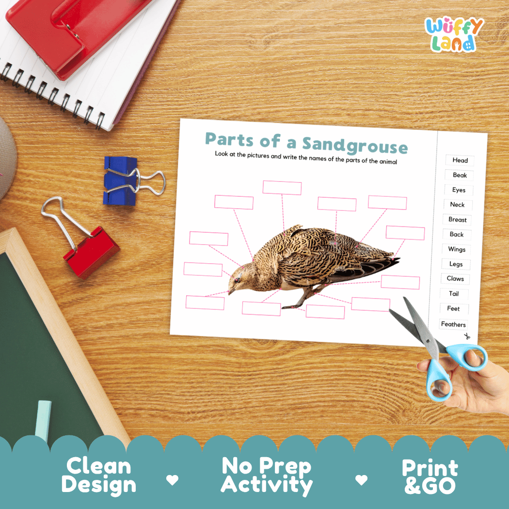 Differentiated sandgrouse body parts labeling worksheets featuring fill-in write-in boxes and vocabulary word bank