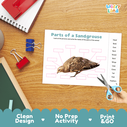 Differentiated sandgrouse body parts labeling worksheets featuring fill-in write-in boxes and vocabulary word bank