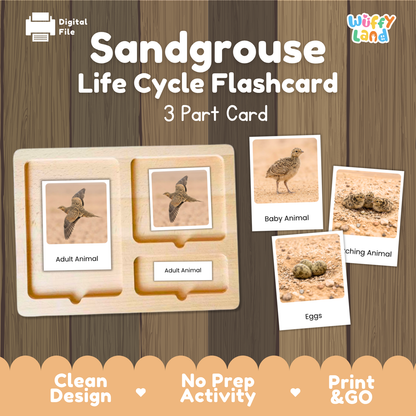 Sandgrouse Life Cycle Flashcard 3 Part Card