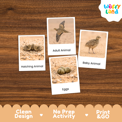 Sandgrouse Life Cycle Flashcard 3 Part Card