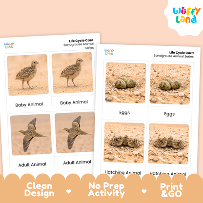 Sandgrouse Life Cycle Flashcard 3 Part Card