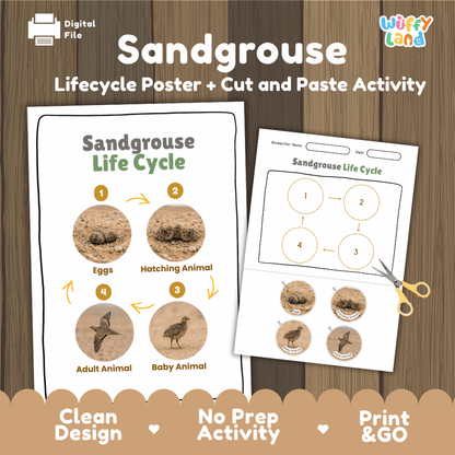 Sandgrouse Life Cycle Poster and Cut and Paste Worksheet Activity