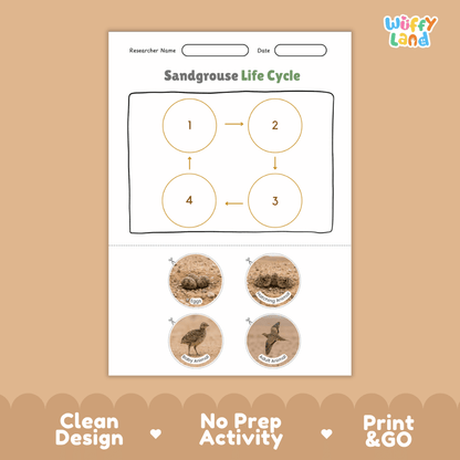 Sandgrouse Life Cycle Poster and Cut and Paste Worksheet Activity