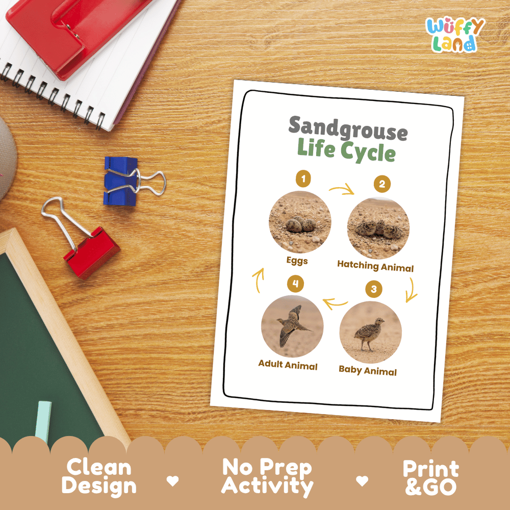 Sandgrouse Life Cycle Poster and Cut and Paste Worksheet Activity