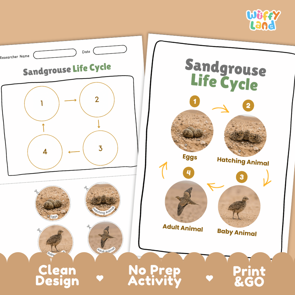 Sandgrouse Life Cycle Poster and Cut and Paste Worksheet Activity