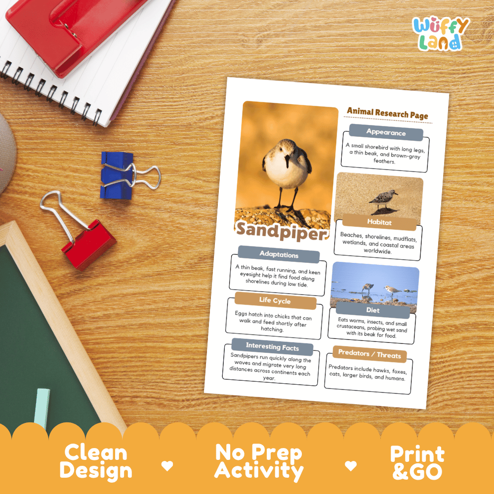 Sandpiper Animal Research Worksheets and Informational Fact Sheets