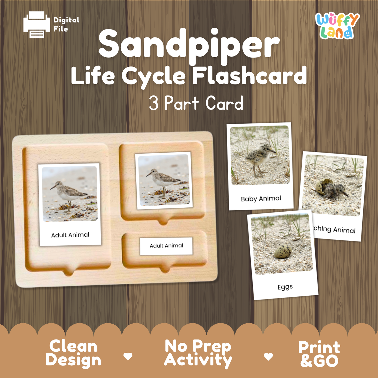 Sandpiper Life Cycle Flashcard 3 Part Card Worksheets