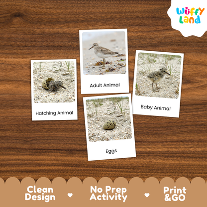 Sandpiper Life Cycle Flashcard 3 Part Card Worksheets