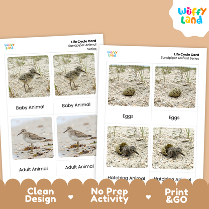 Sandpiper Life Cycle Flashcard 3 Part Card Worksheets