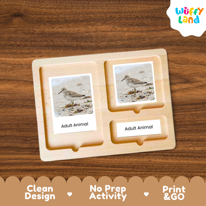 Sandpiper Life Cycle Flashcard 3 Part Card Worksheets
