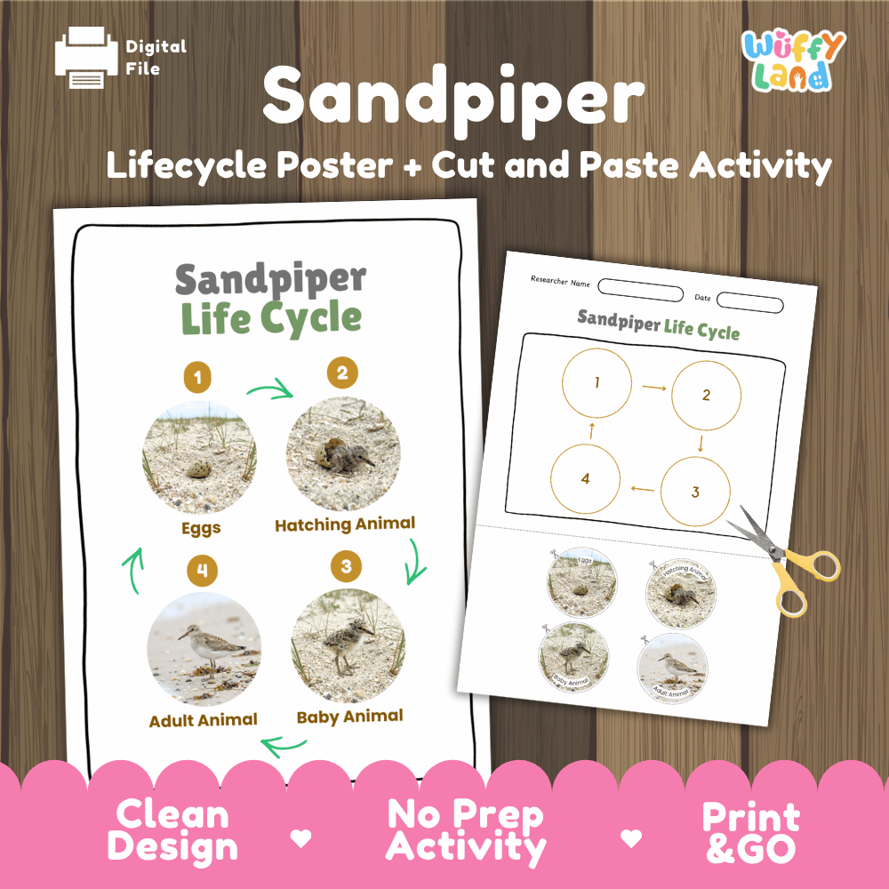 Sandpiper Life Cycle Poster and Cut and Paste Worksheet Activity