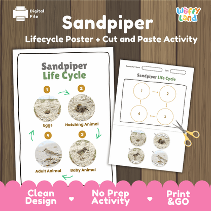Sandpiper Life Cycle Poster and Cut and Paste Worksheet Activity